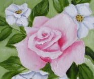 Lyserød rose med hvide blomster