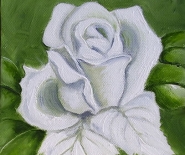 Hvid rose
