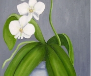 Hvid orchide i krukke