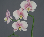 Lys rød/lilla orchide