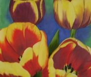 Rød/gule tulipaner