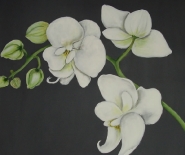 Hvid orchide