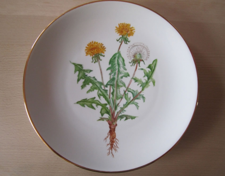 Dansk flora - mælkebøtte