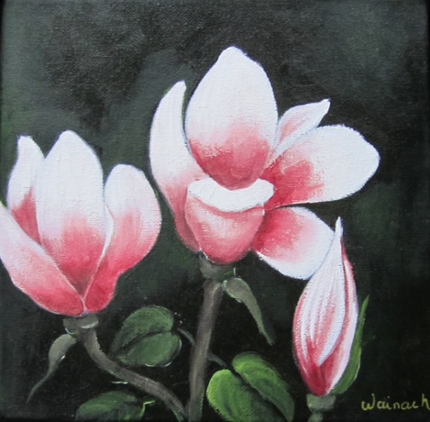 Magnolie