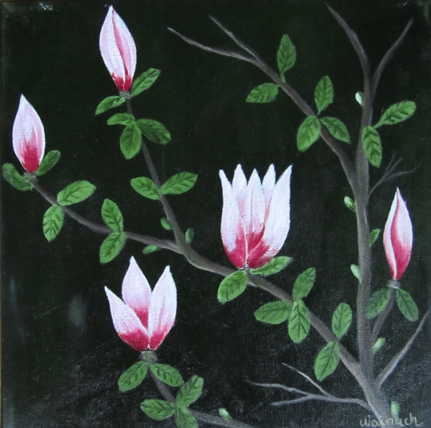 Magnoliegren