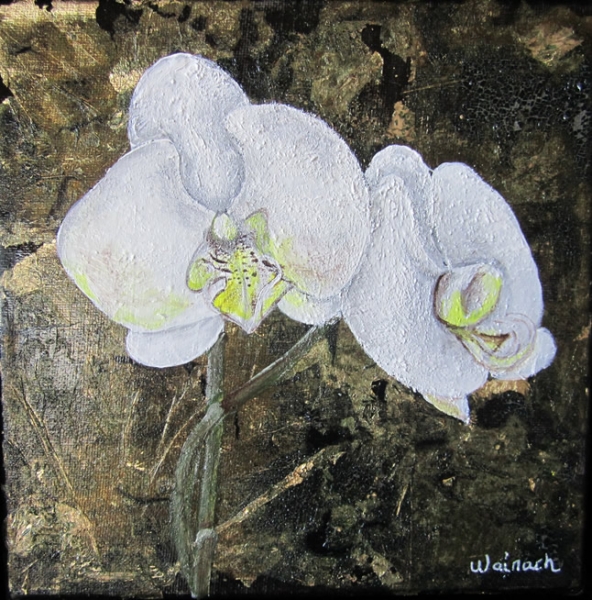Orchide