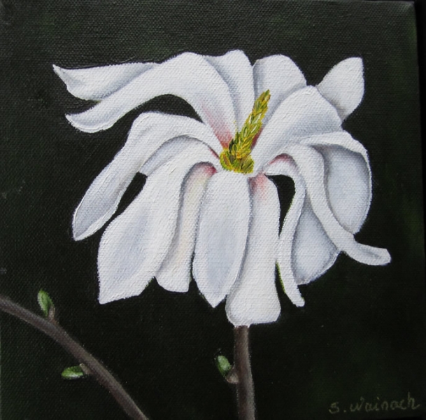 Stjernemagnolie