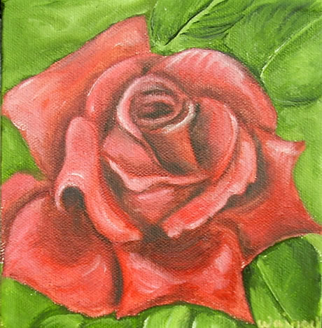 Rød rose