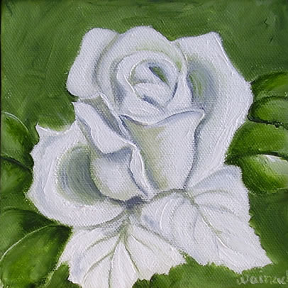 Hvid rose