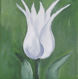 tulipan