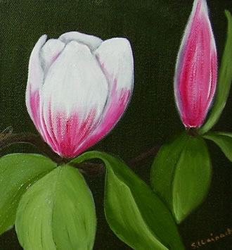 Magnolie
