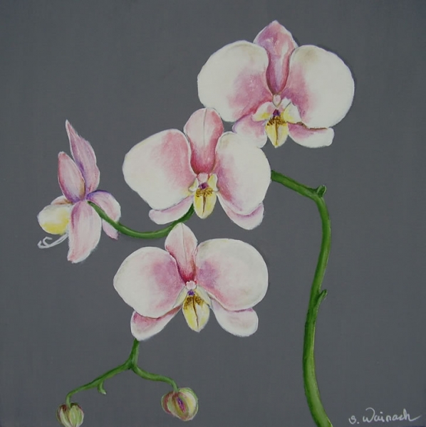Lys rød/lilla orchide