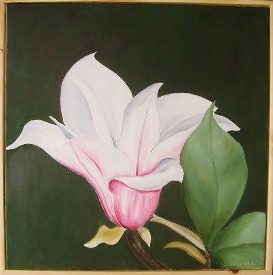 Magnolie