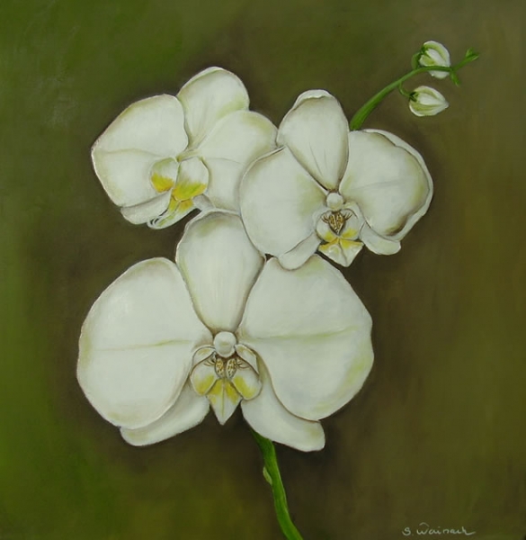 Hvid orchide