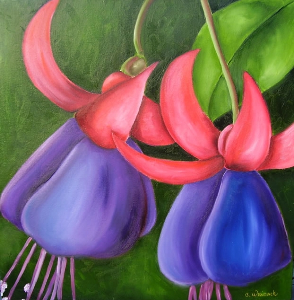 Fuksia