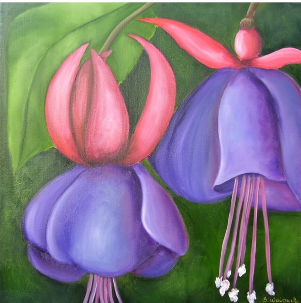 Fuksia