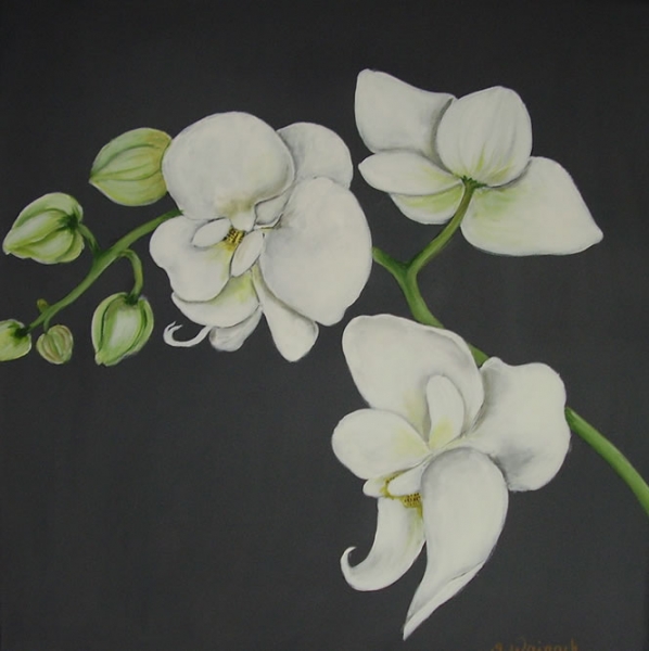 Hvid orchide