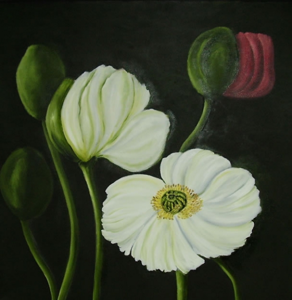 Valmuer 6
