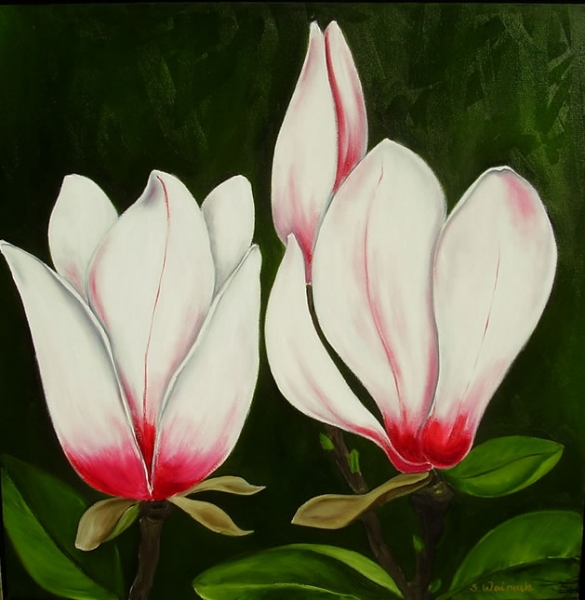 Magnolie