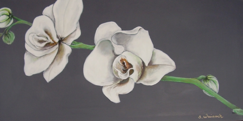 Hvid orchide