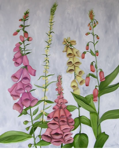 Digitalis/fingerbøl